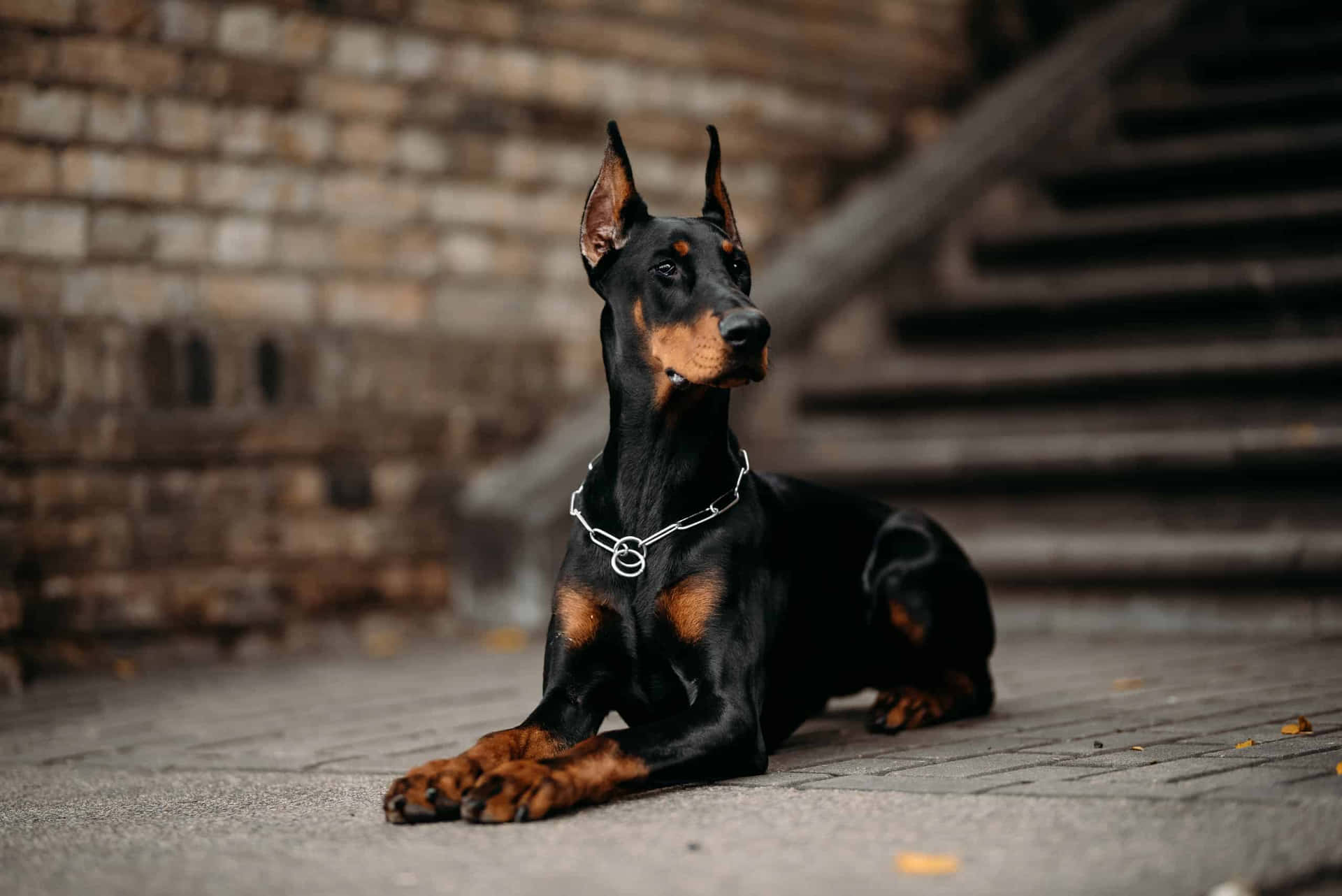 doberman-pictures-2gschr6q7iuyhw9d